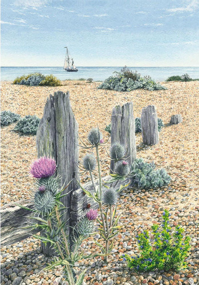 Rye Harbour Flora by Felicity Flutter